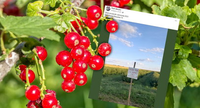 Rolnik nie wytrzymał. Jego porzeczki można rwać za darmo i bez pytania