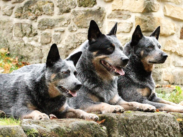 what breed are nigerian local dogs