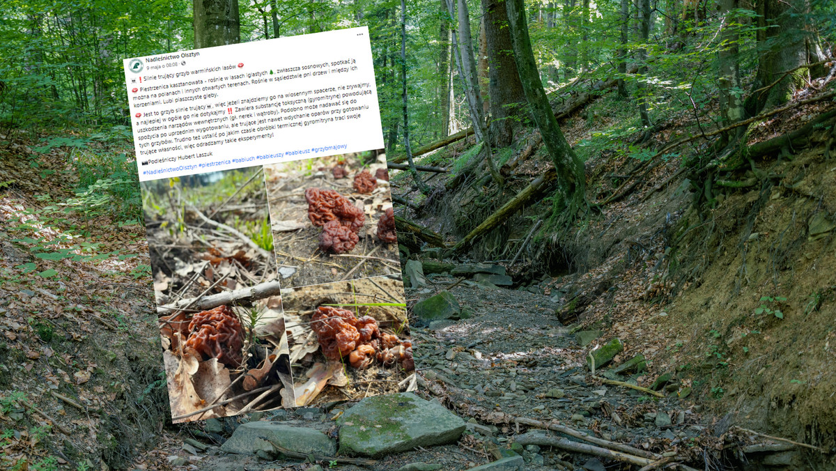 Nie zrywaj tych grzybów. Leśnicy ostrzegają przed "babim uchem"