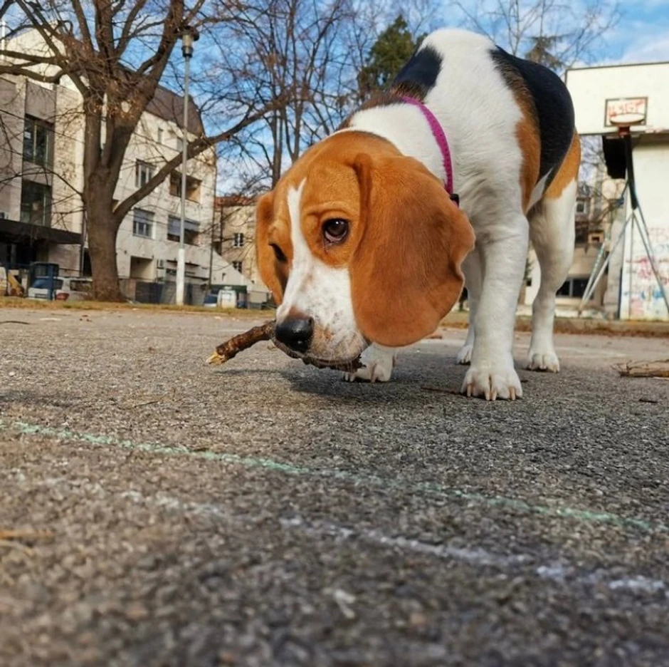 Nestala ženka bigla, Azra