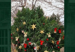 Ukrašavanjem stabala do humanitarne pomoći