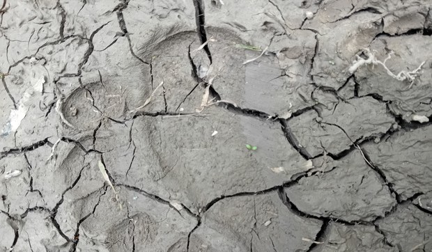 Tragovi medveda u Obedskoj bari