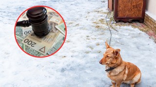 100 tysięcy złotych kary dla właściciela psa za trzymanie go na łańcuchu. Służby sprawdzą warunki bytowe