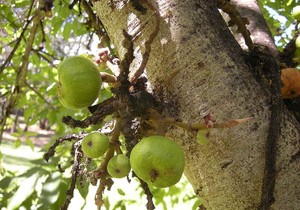 17643_drvo-udumbara-vikiped