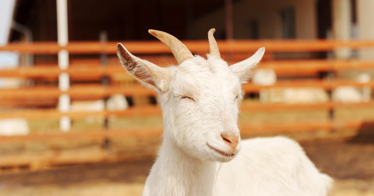 Łatwy i przyjemny QUIZ z polskich przysłów. Na pewno będziesz mistrzem