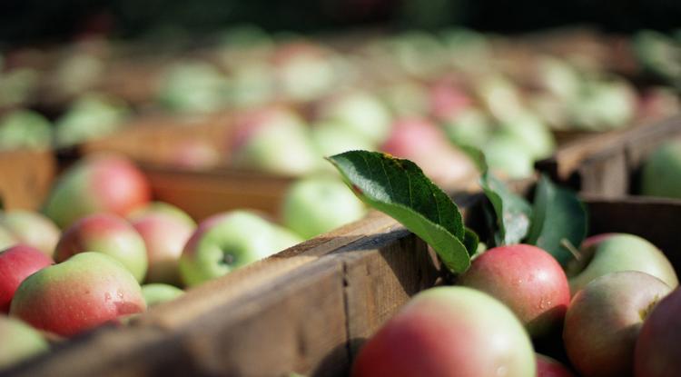 Mióta így tárolom az almát, akár egy teljes hónapig friss és zamatos marad Fotó: Getty Images