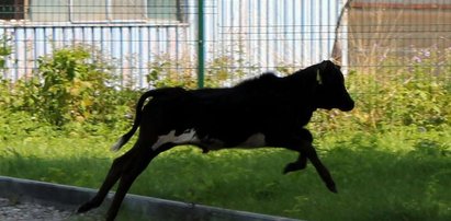 Corrida w Krakowie. Byczek Hans zwiał do Polski!