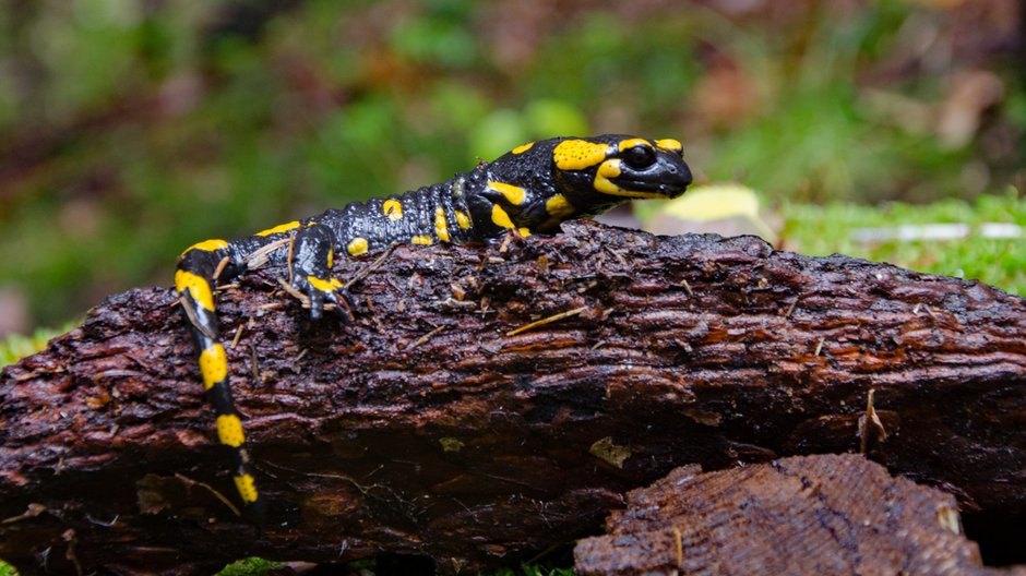 Salamandra plamista -  artifexstudio/stock.adobe.com