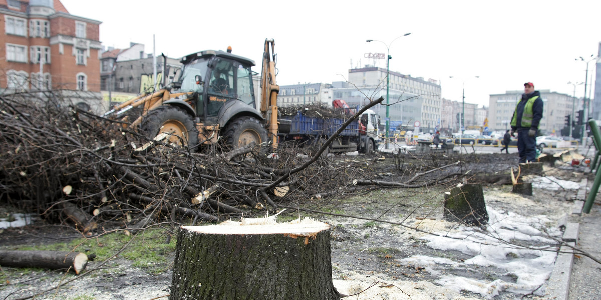 Wycięte drzewa w Alei Korfantego