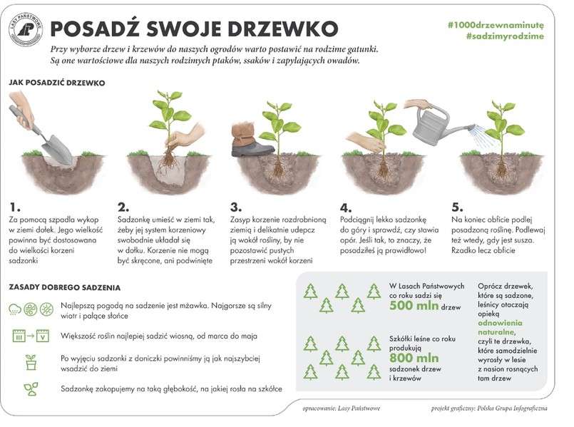 Lasy Państwowe podpowiadają, jak posadzić swoje drzewko