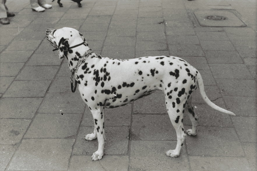 Jan Tarasin, bez tytułu, 1978/2002, fotografia czarno-biała, 30 × 41 cm, ze zbiorów Muzeum Fotografii w Krakowie