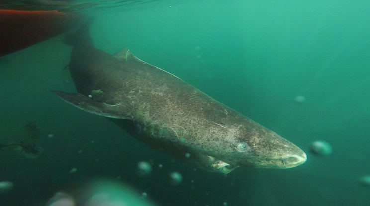 A fotón látható cápa 272 éves volt tavaly, a mostani állat még nála is idősebb /Fotó: Northfoto