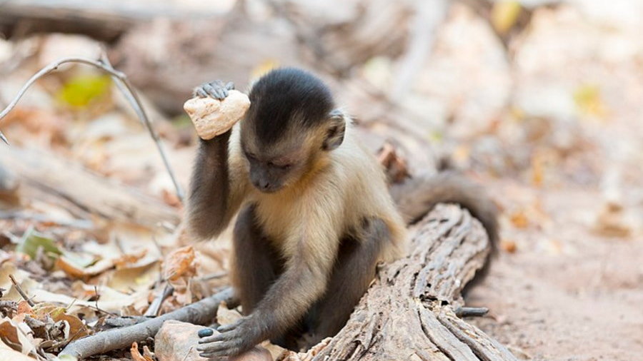 Jak małpy wprowadziły naukowców w błąd, fot. Tiago Falótico, CC BY-SA 4.0, via Wikimedia Commons
