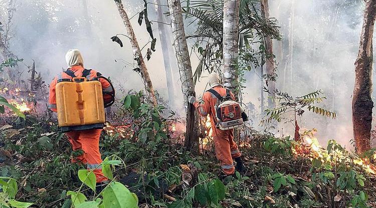 Magyar tűzoltók is mennének oltani az amazóniai erdőtüzet.