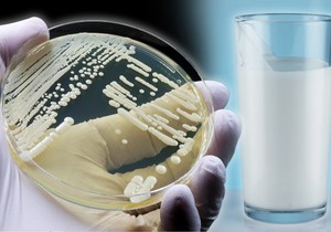 Lactobacillus u jogurtu oslobađa vodonik-peroksid, koji ubija kandidu i može pomoći u zaustavljanju gljivične infekcije.