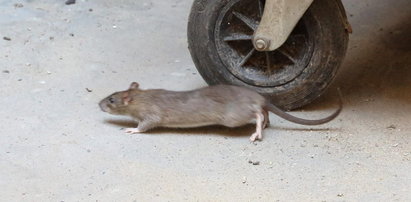 Hordy szczurów opanowały Wolę