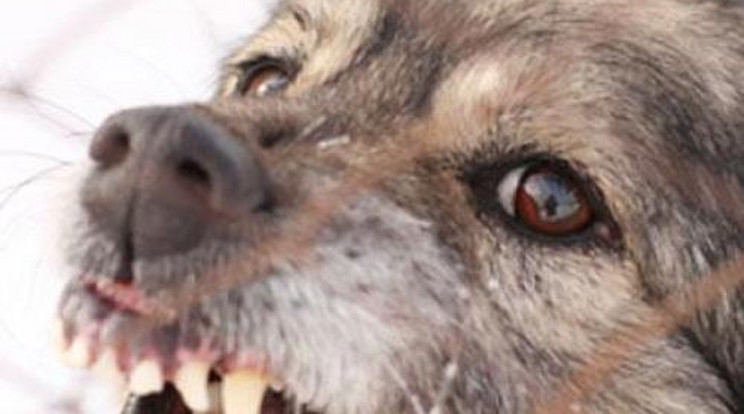 Horror! Kutyák ettek a néni holttestéből