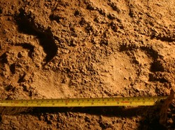 Deszcz zmyje historię ludzkości