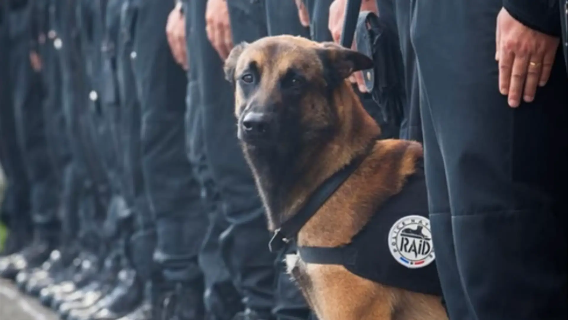 Ten uroczy pies zmarł podczas zamachów w Paryżu. Powinien dostać medal za odwagę?