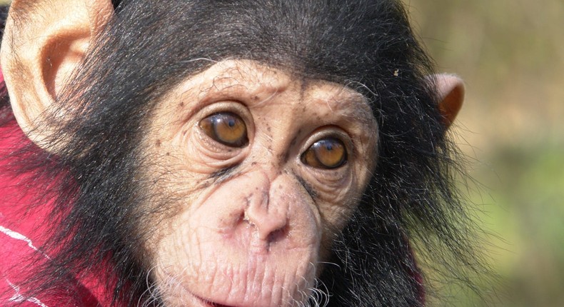 A baby chimpanzee, unrelated to the story, is shown here.