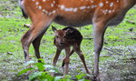 Zoo ma nowych lokatorów