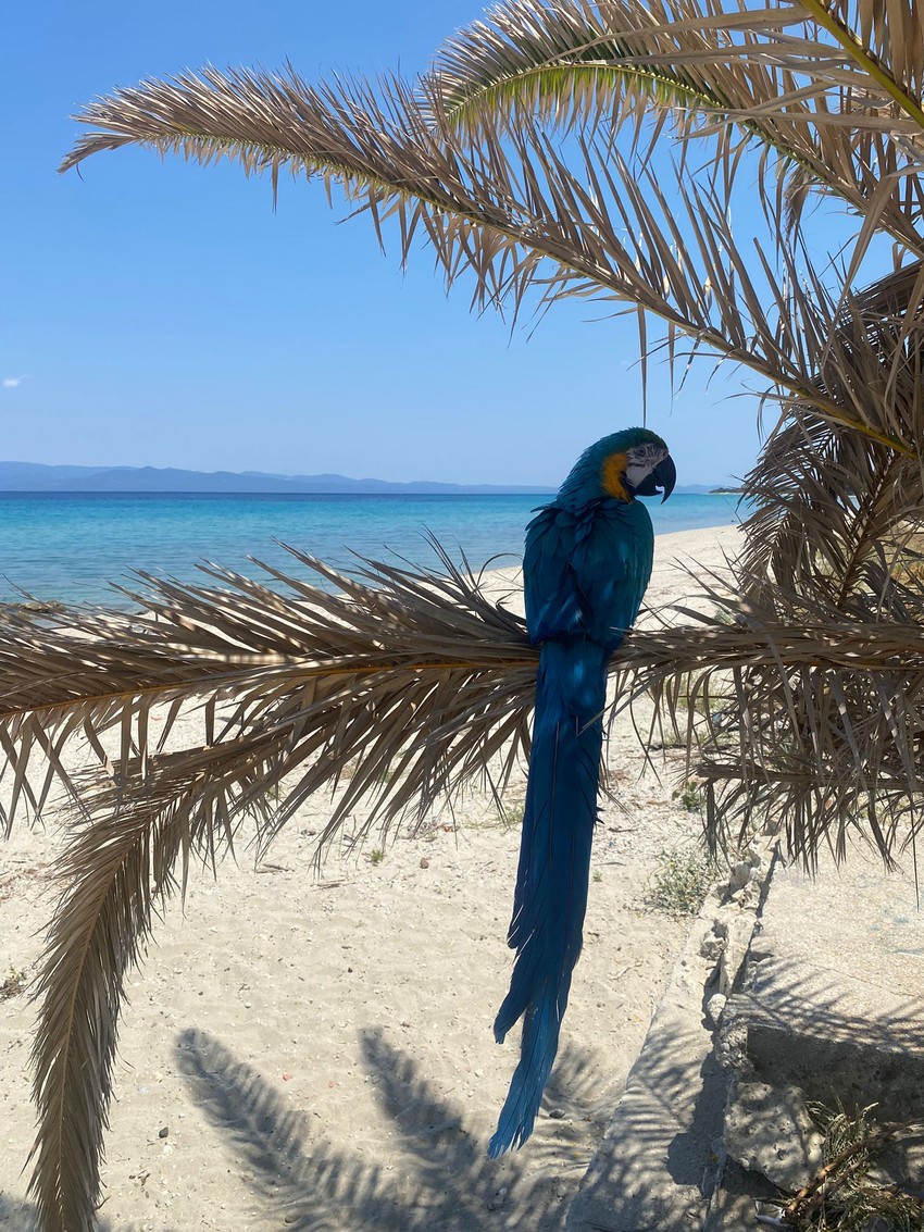 Jedan od papagaja na plaži