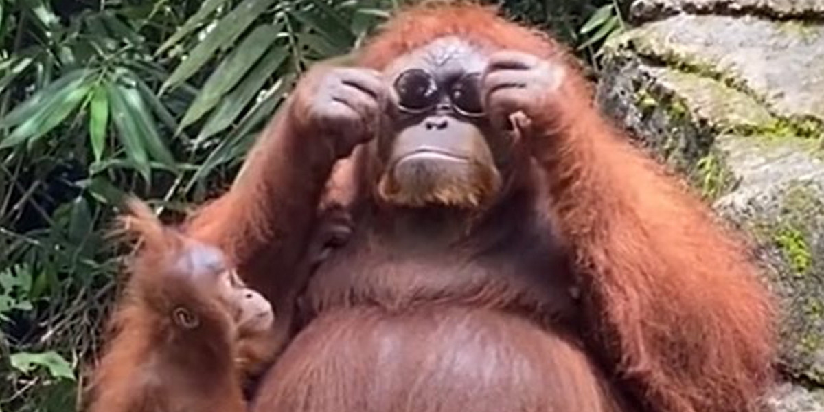 Mama orangutan wyglądała w okularach niezwykle twarzowo.
