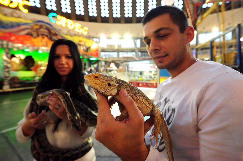 Slađana i Nenad drže zmiju Stiva i guštera Džonija