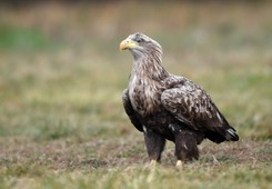 Orzeł bielik otarł się o śmierć. Powodem zatrucie, winny myśliwy
