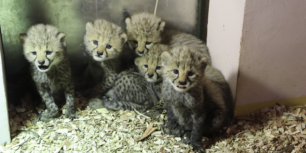 Gdańsk. Pięć gepardów grzywiastych urodziło się w gdańskim zoo.