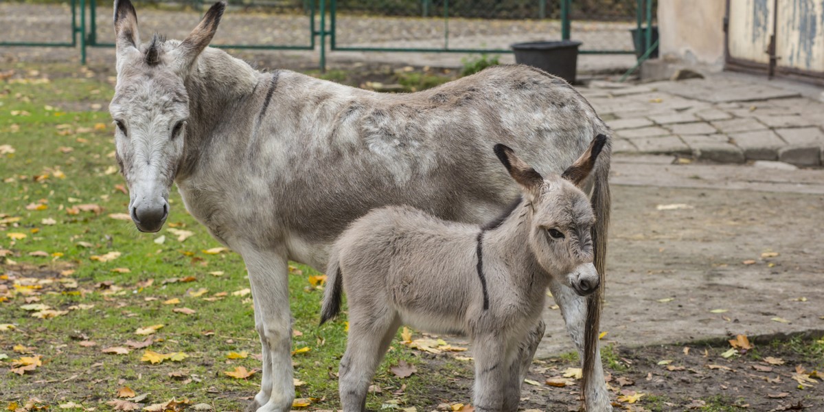 Tragedia w poznańskim ZOO. Nie zobaczymy już słynnych osiołków