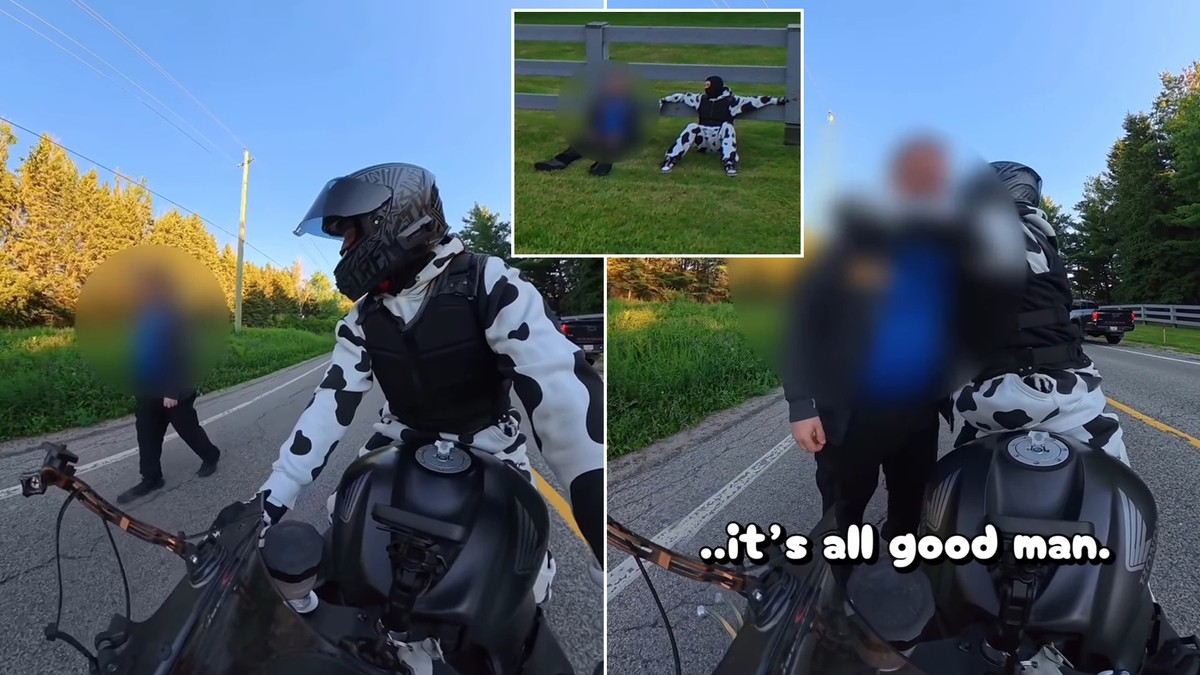 Niecodzienna sytuacja na poboczu ruchliwej drogi. "Uratował go anioł w stroju krowy"
