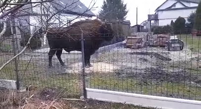 Odwróciła się i zamarła. Przerażeni sąsiedzi natychmiast chwycili za telefony