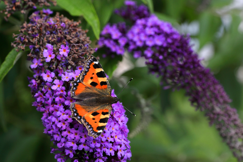 Budleja Dawida (Buddleja davidii)