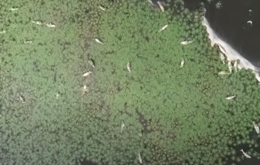 Ekološka katastrofa u Prnjavoru