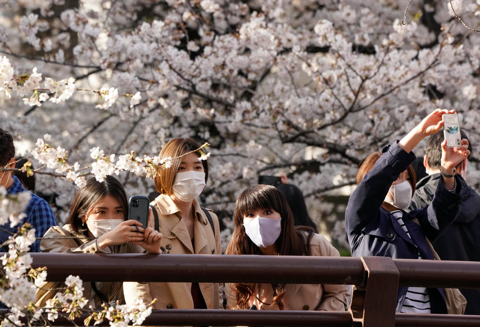 Cvetanje trešnji u Japanu - Tokio