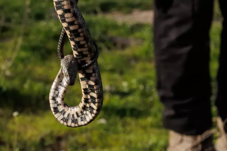 Șarpe salvat de copii în parc