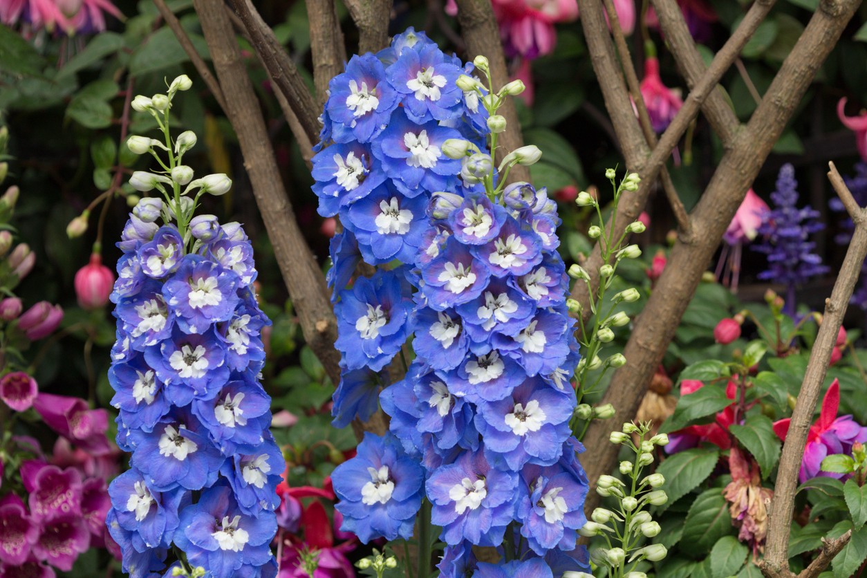 Ostrožky (Delphinium) patria medzi tradičné trvalky, ktoré kedysi zdobili takmer každú vidiecku záhradu. Ich vysoké súkvetia dodávajú záhonom eleganciu a romantickú atmosféru.