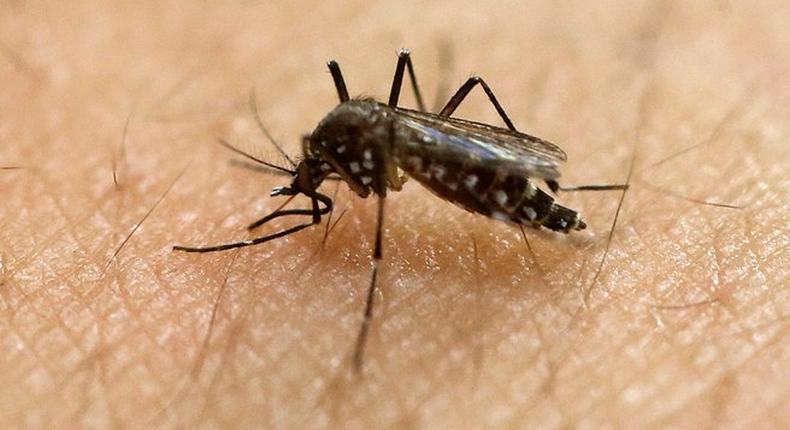 Danish man tests positive for Zika virus after Brazil trip