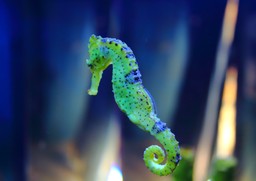 Mega trudny QUIZ z biologii. Pytania jak na maturze. Zdobędziesz co najmniej 6/15?