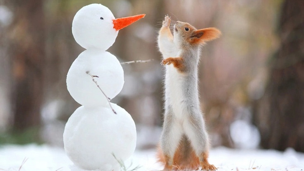 Jeśli jeszcze nie wprawiliście się w świąteczny nastrój, to weźcie przykład z tej wiewiórki, która zaprzyjaźniła się z bałwankiem. Zobaczcie, jaka jest urocza.