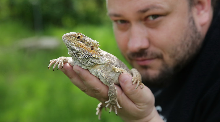 Both Zoltán vadállatbefogadó kényezteti Leilát, de az állat depressziója egyelőre erősebb /Fotó: Grnák László