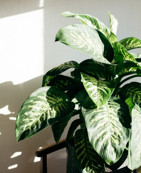 Dieffenbachia