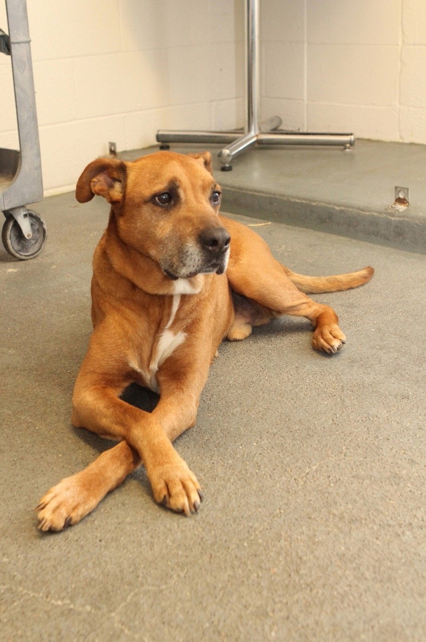 I ovaj kuca našao se u interesantnoj sceni iz starih filmova FOTO: Profimedia