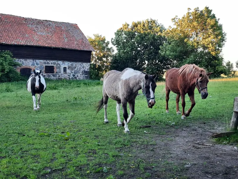 &quot;Były wielkie plany i nadzieje, zakupili konie, zrobili na polu padok&quot;