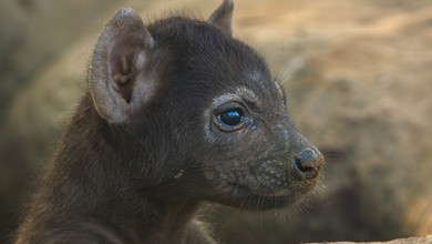 Niesamowity serial w telewizji. "Nieustanny rollercoaster emocji"
