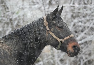 Tri prekrasna konja galopirala u Čačku