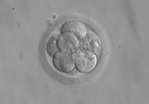 230713_embryo8cells