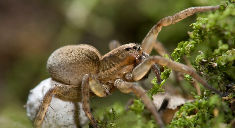 A stock image of a wolf spider carrying an egg sac.Joe McDonald/Getty Images