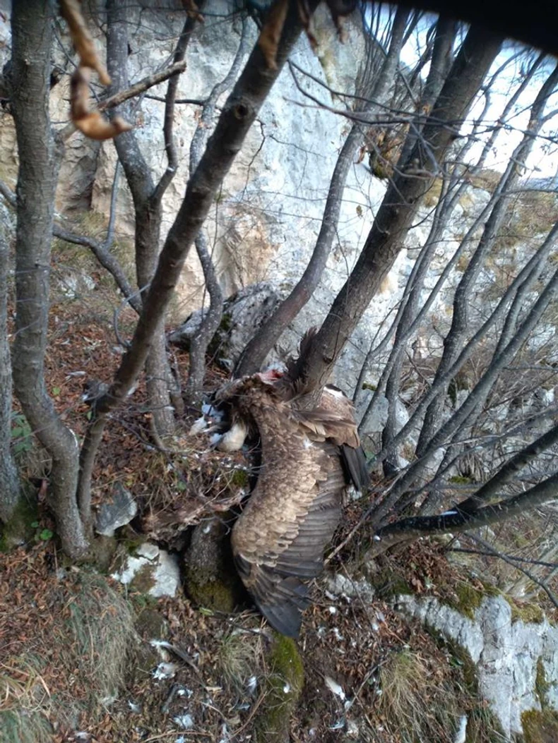 Dobrila pronađena iznad gnezda gde se izlegla